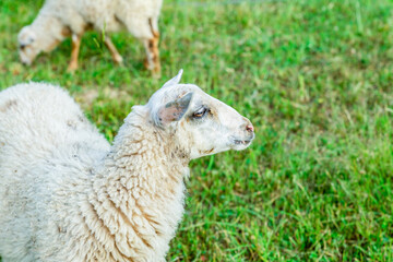 Naklejka premium white ram in profile stands on a green glade, grazing livestock with copy space