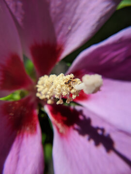 close-up bee on flower