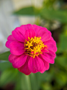 common zinnia flower