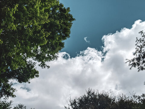 tree in the sky