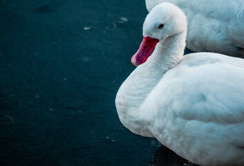 Coscoroba Swan