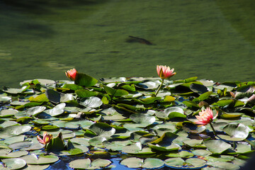  lush green lily pads and pink water lilies floating on top of a deep green lake near a stone...
