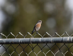 Bird on a cyclone fence