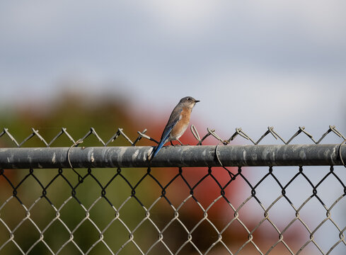 small bird on chain link fence