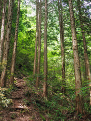 龍頭峡、杉柱群。