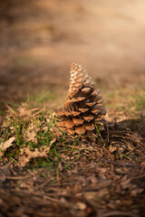 pine cone