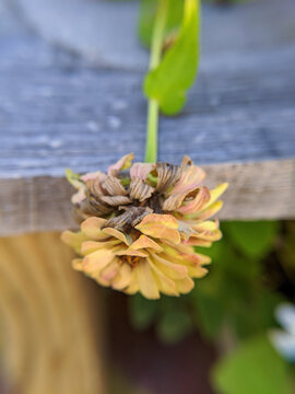 flower in a garden