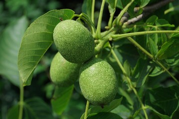 three big green nuts in a flowery tree with leaves in nature