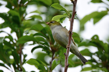 Silvereye bird in Auckland, Bew Zealand