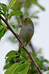 Silvereye bird in Auckland, Bew Zealand