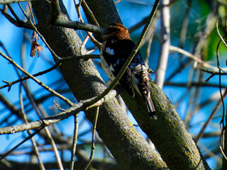 Female Rose-Breasted Grosbeak Bird Perched Among Thick Tree Branches Showing Off Its Brown Head Feathers with Blue Sky in Background
