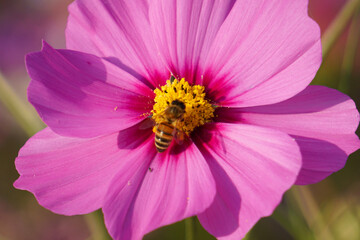 Obraz premium コスモスで蜂蜜を集めているミツバチ