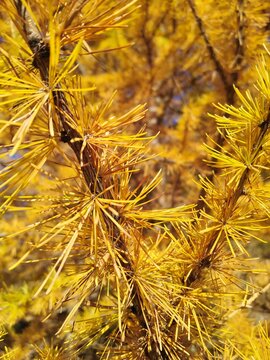 yellow background tree details autumn
fond jaune d&eacute;tail d'un arbre jaune m&eacute;l&egrave;ze automne branchage macro