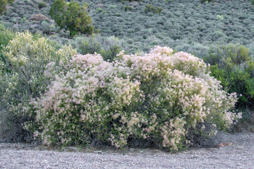 The bright pink fluffy fruits of Apache Plume (Fallugia paradoxa) a native shrub of the Mojave and...