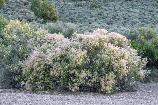 The bright pink fluffy fruits of Apache Plume (Fallugia paradoxa) a native shrub of the Mojave and Great Basin Desert in the Rose family