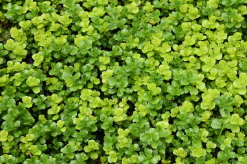 Golden Creeping Jenny - Beautiful Ground Cover
