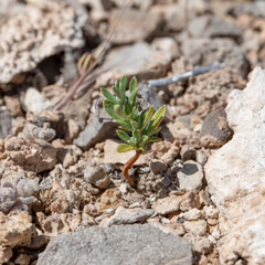 Contorted blackbrush (Coleogyne ramosissima) seedling after germinating with several whorls of true leaves present.