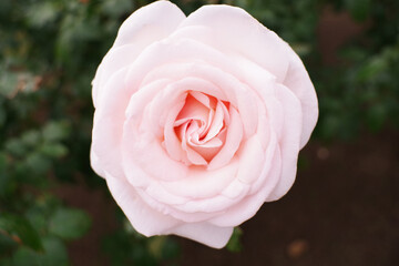 バラのどアップ