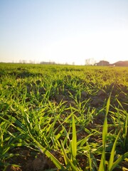 Lawn