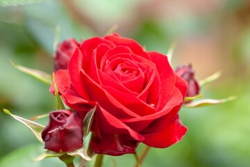 Red roses in Japanese garden