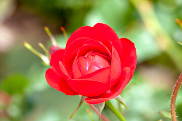 Red roses in Japanese garden