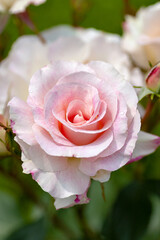 Pink roses in garden
