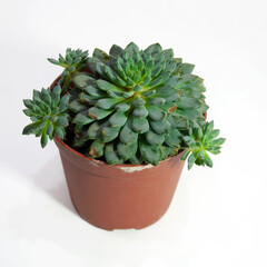 Echeveria setosa deminuta succulent plant in pot isolated on white background