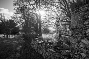 Ancient Irish Stone Wall and Woodland in Winter