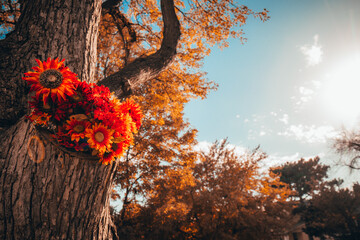 Flowers in the trunk of a tree during fall in Nebraska USA