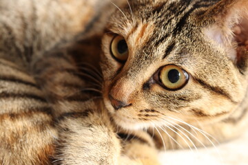 Naklejka na ściany i meble Close-up portrait of young tabby cat, lying and looking at something
