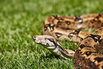 Boa Constrictor in the Grass