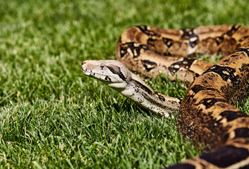 Boa Constrictor in the Grass