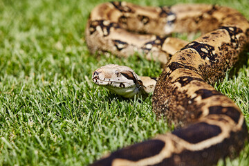 Boa Constrictor in the Grass