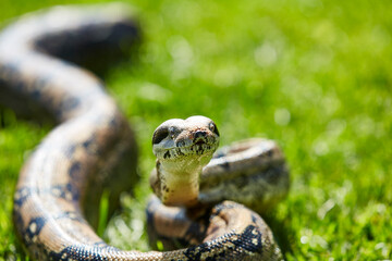 Fototapeta premium Boa Constrictor looking at the camera