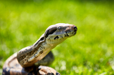 Boa Constrictor in the Grass