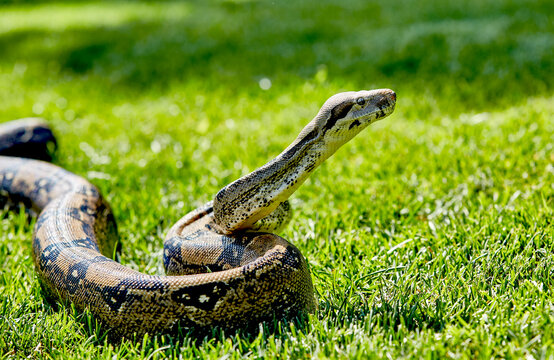 Boa Constrictor in the Grass