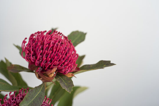 Closeup of a waratah plant with a red beautiful blooming flower