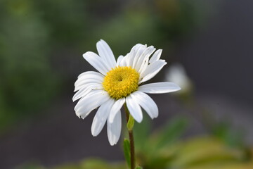 Nippon daisy flower and a butterfly.