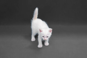 ฺWhite cute little cat Stand looking on the gray background.