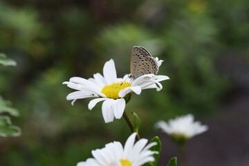 Nippon daisy flower and a butterfly.
