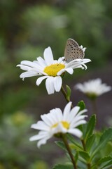 Nippon daisy flower and a butterfly.