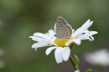 Nippon daisy flower and a butterfly.