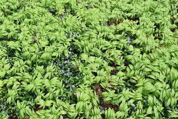 Star Flowered  Solomon's Seal - Ground Cover