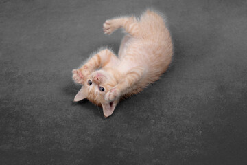 Cute baby Orange tabby cat lying on a gray background.