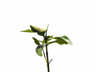 Small tree cut isolated on white background