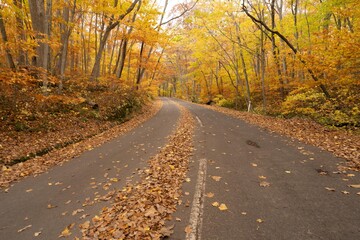 紅葉時期の道路　沢山の落ち葉