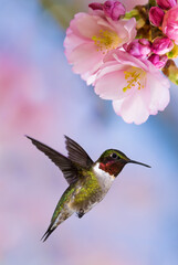 Fototapeta na wymiar Ruby throated hummingbird in the Garden Vertical Image