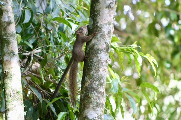 squirrel