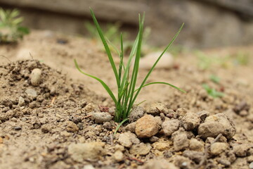 Plant in Dry Dirt