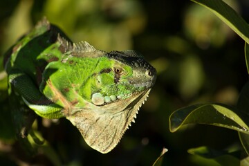 butterfly on leaf